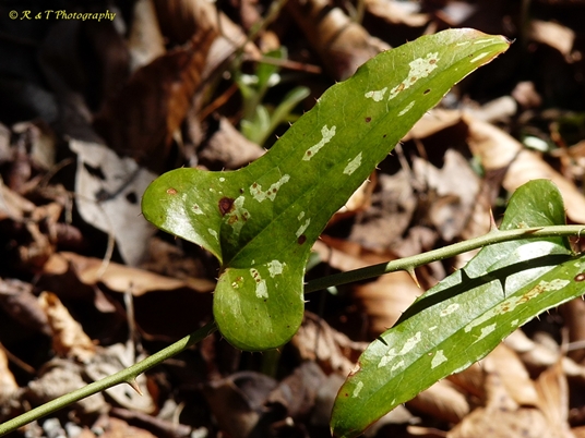 {Smilax bona-nox}
